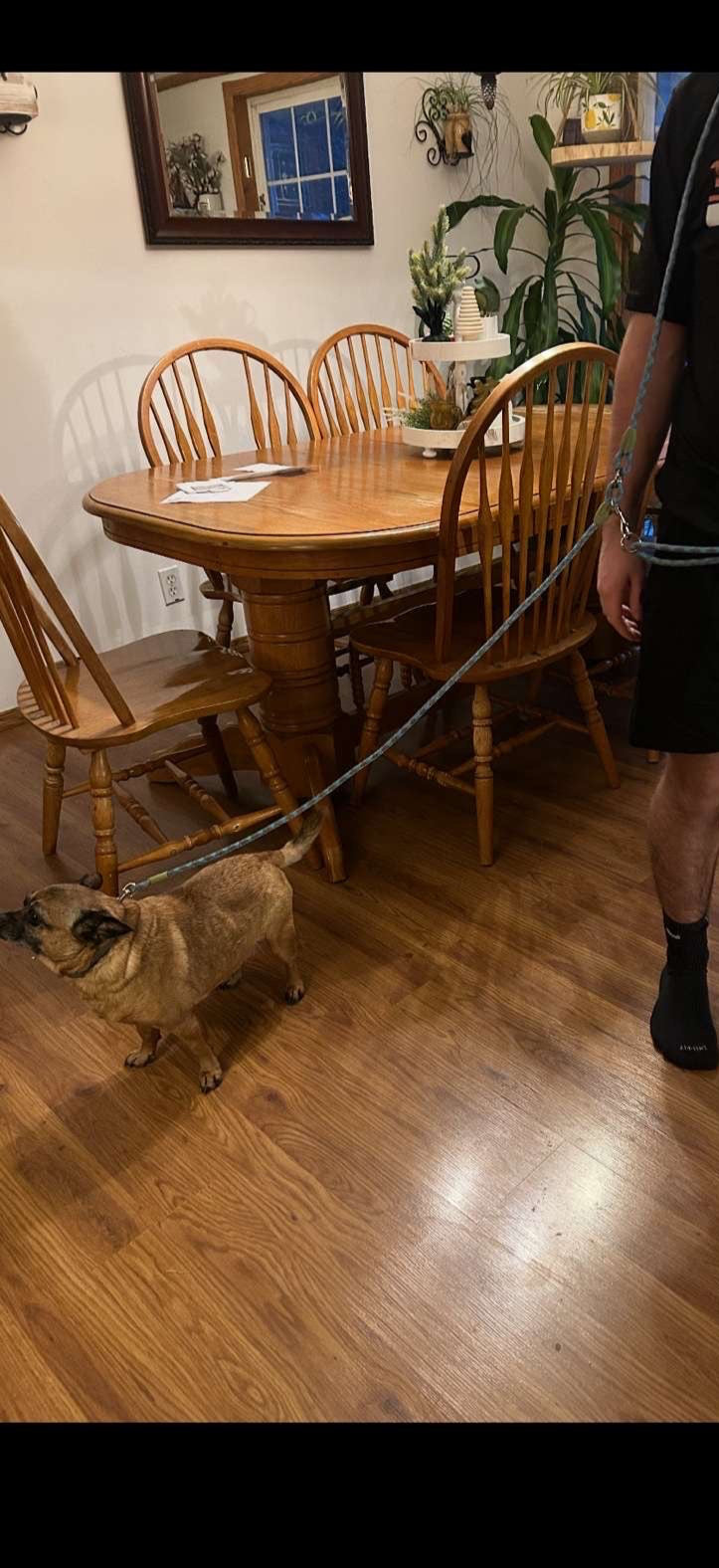 BeltBuddy: The Ultimate Dog Leash